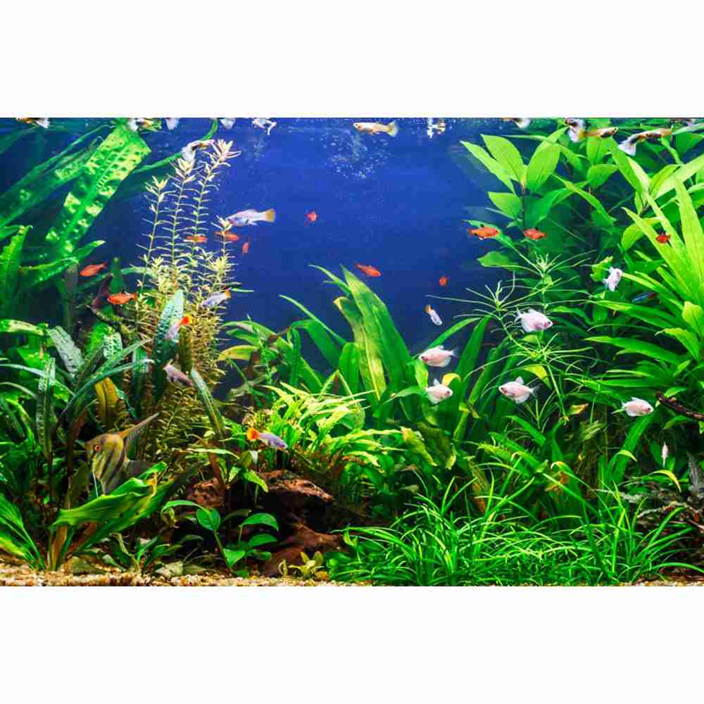 تحت الماء العالم قاع البحر الت - مراجعة Aquarium Marine World وسعره