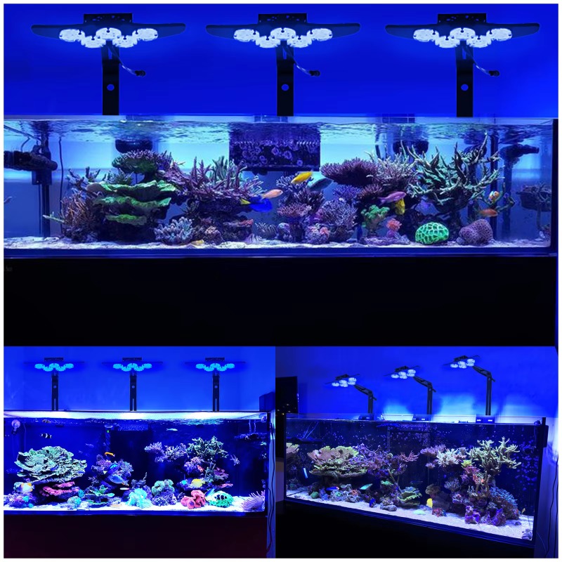 مصباح LED عالي السطوع لأحواض ا - مراجعة Marine Aquarium App وسعره